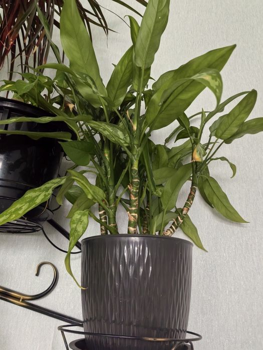 Комнатные растения