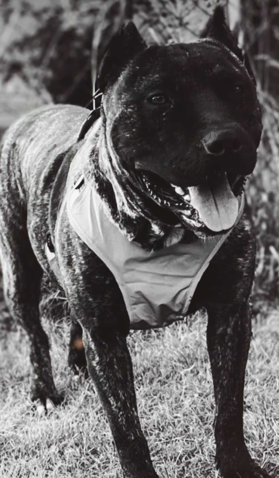 Pittbull .женско