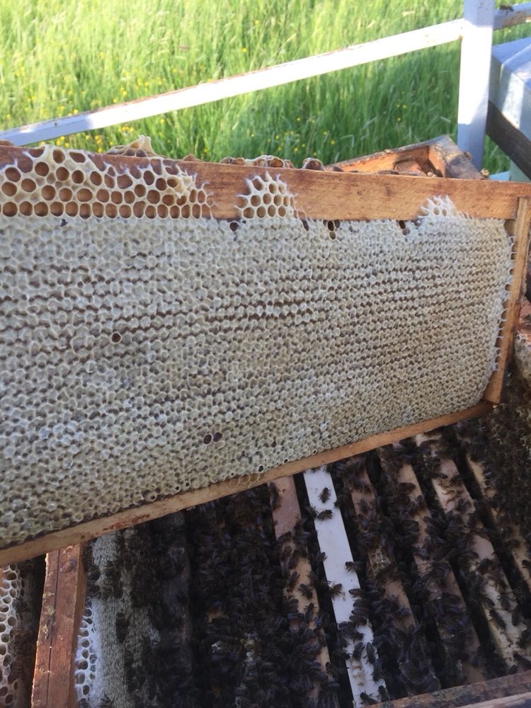 Miere de albine ,stupina proprie