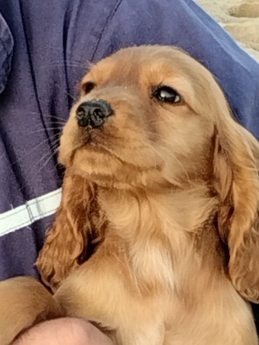 Продажба на Кокер шпаньоли