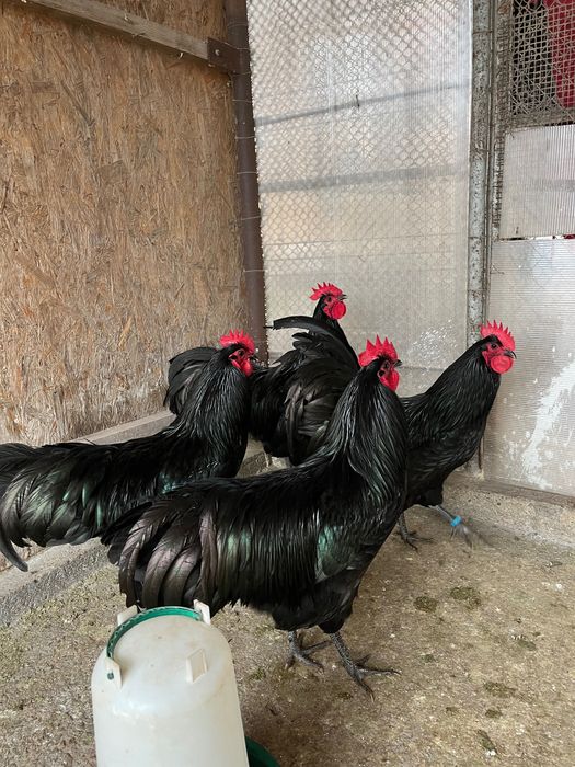 Cocoși australorp negru 2025