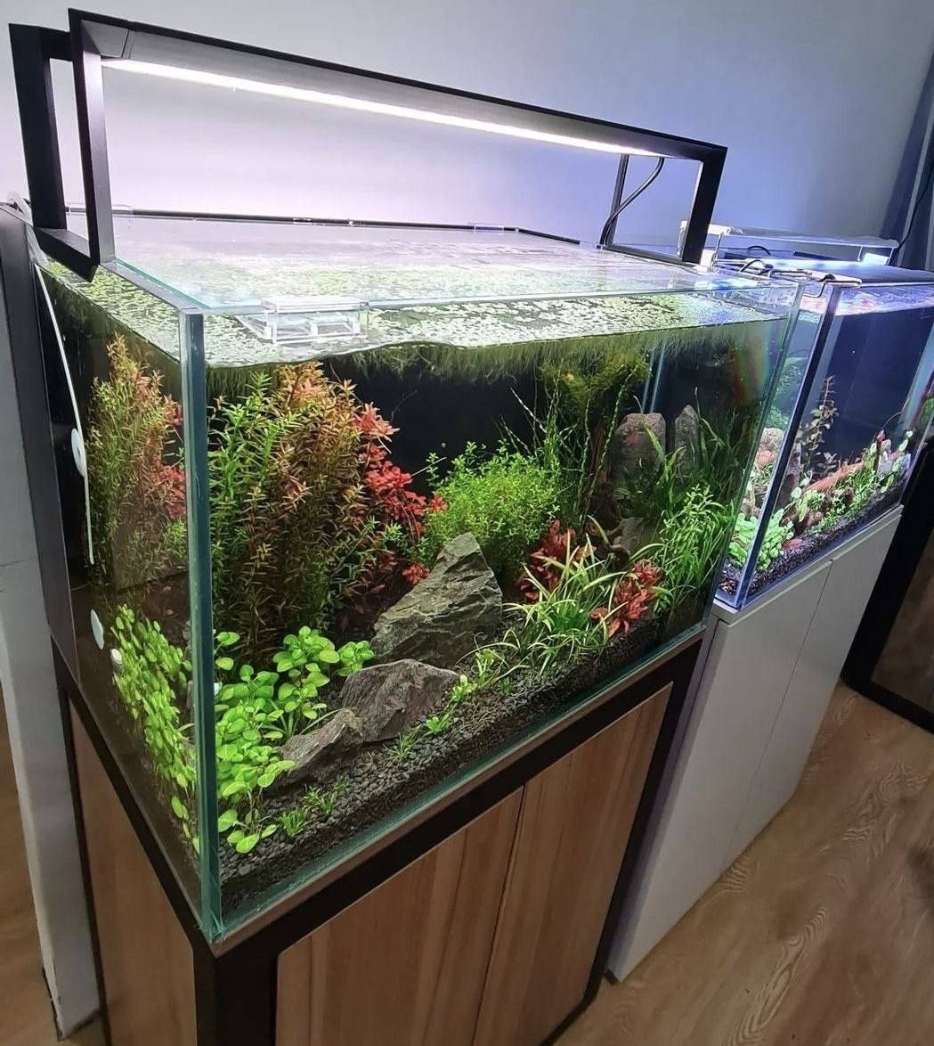 Tirik o‘simliklar bilan akvariumlarni professional bezatish