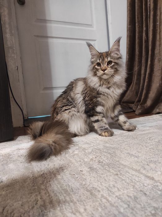 Полидакт мейн кун.