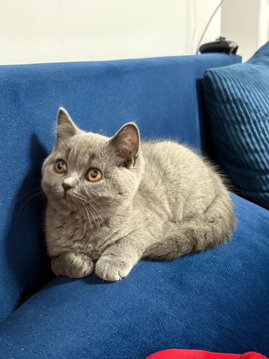 British Shorthair