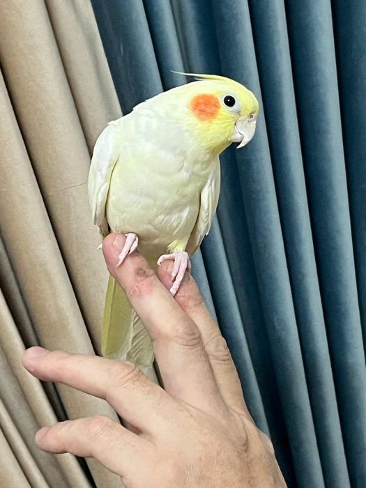 Попугай ручной  корела