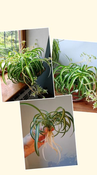 Хлорофитум хохлатый: цветок для "лентяев"