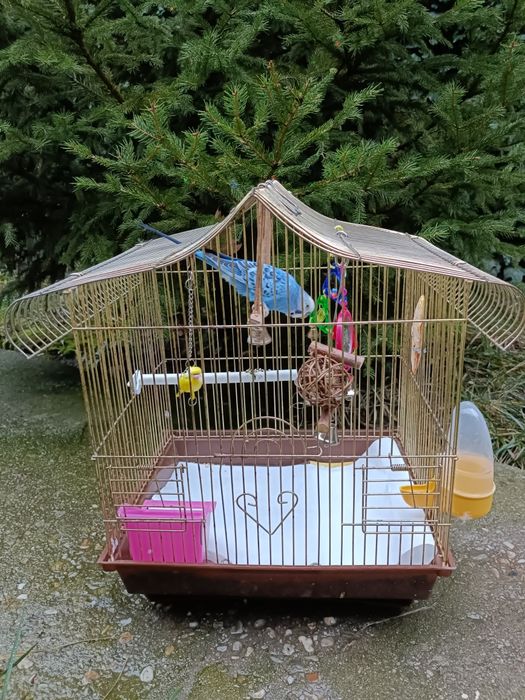 Vând  Colivie +Peruși.