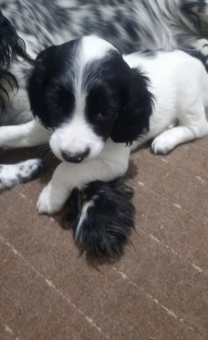 Продам щенков  .русский спаниель !