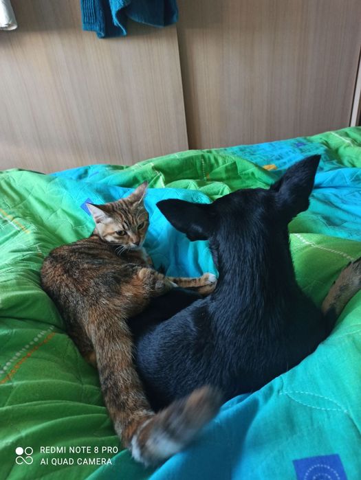 Женско коте с тигрова окраска