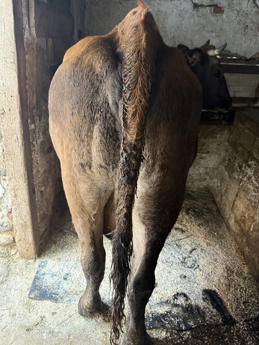 Vand vaca cu vitea angus