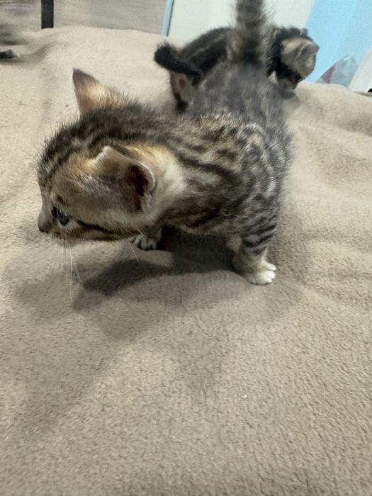 Бенгалски котета