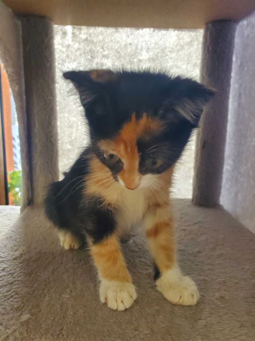 Очарователно момиченце от кафява дреха търси любящ дом