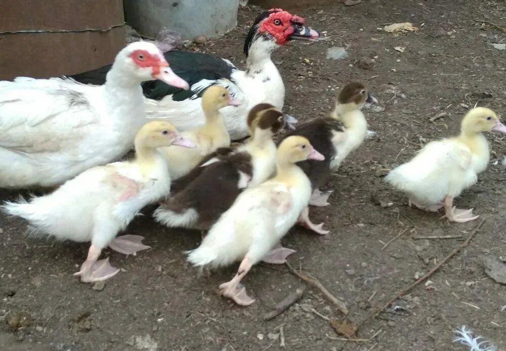 Продам семью Шипунов