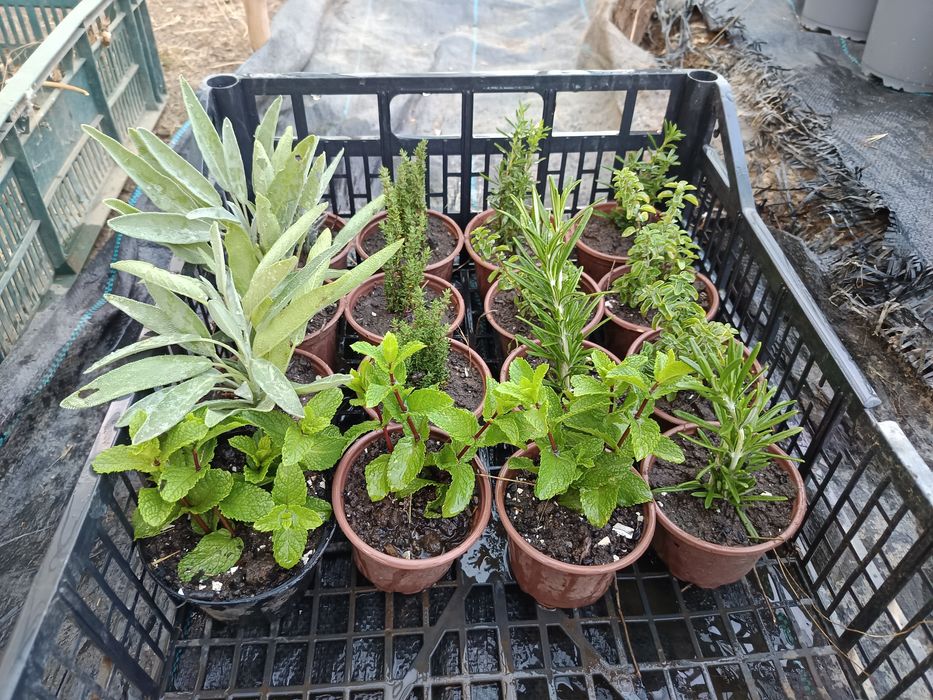 Ghivece la comanda plante aromatice