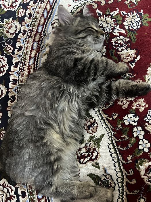 Котик отдам даром 3 oyli kimga kerek bossa yozin