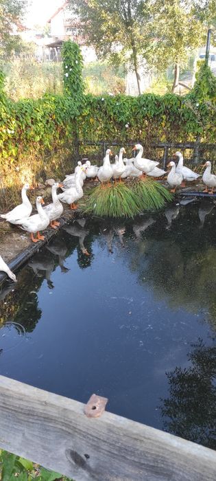 Vând rate și gâște.