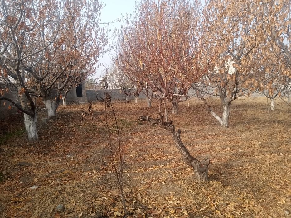 Ховли чек сотилали срочно