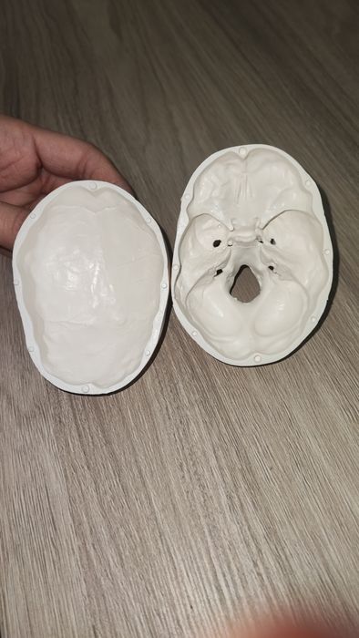 Анатомичен модел на череп