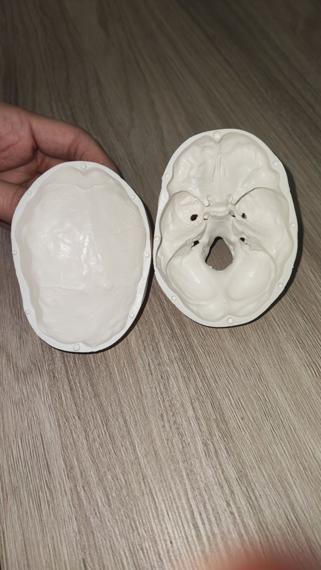 Анатомичен модел на череп