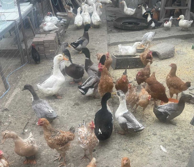 Vand Rate si Ratoi  !!!