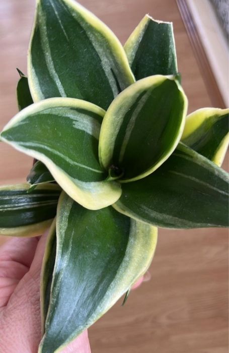 Отдам цветок даром.