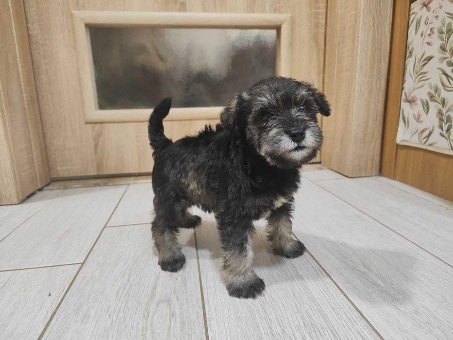 Мини шнауцер (цвергшнауцер)