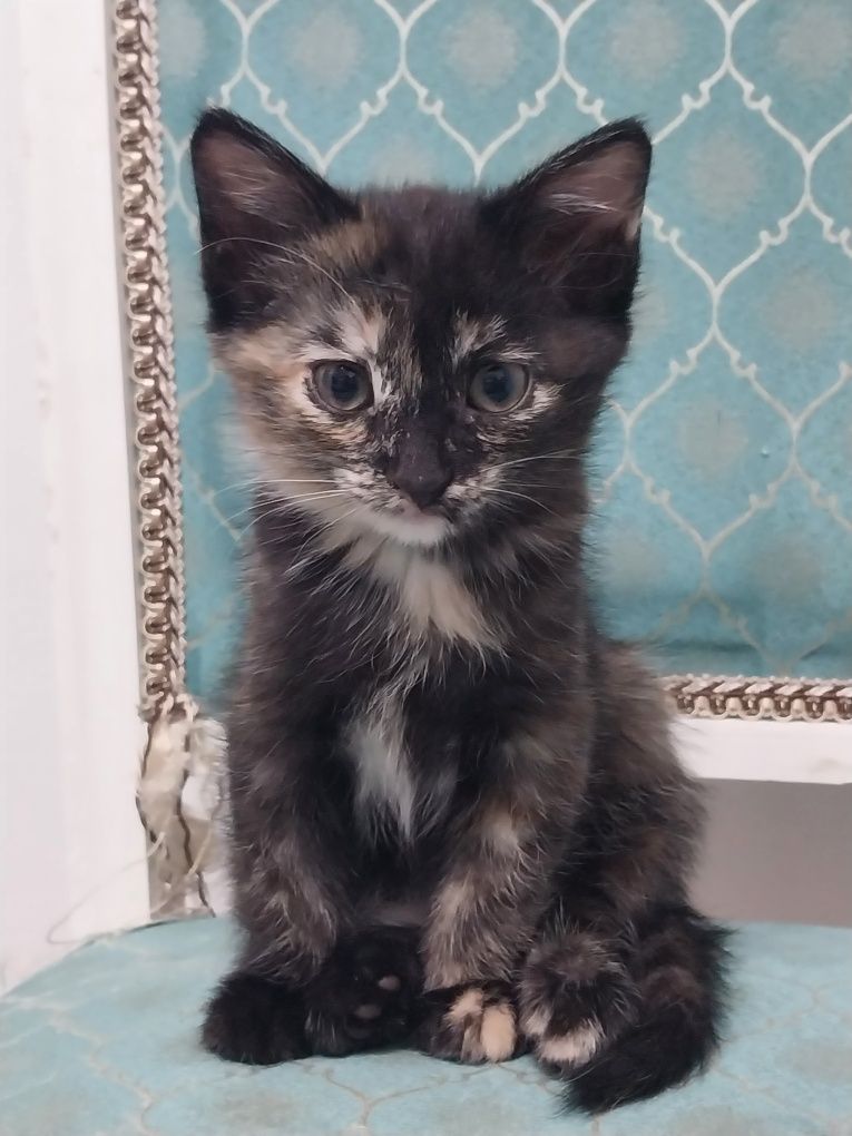 Котёнок висолухая девочка