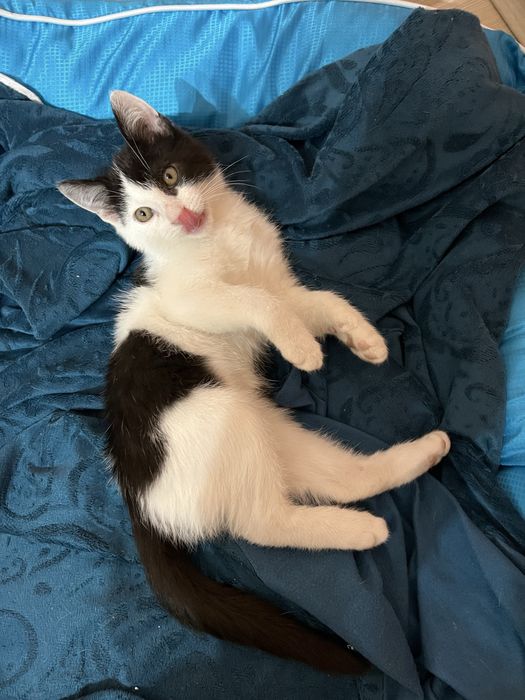 Подарявам мъжко коте