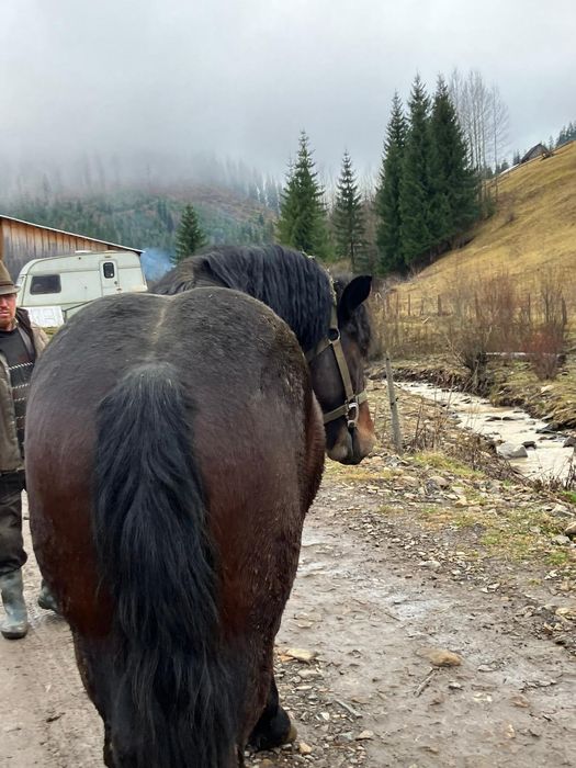 Mânz frumos de vanzare