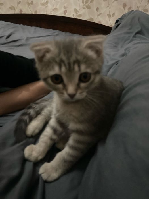 Выслоухая кошка срочно