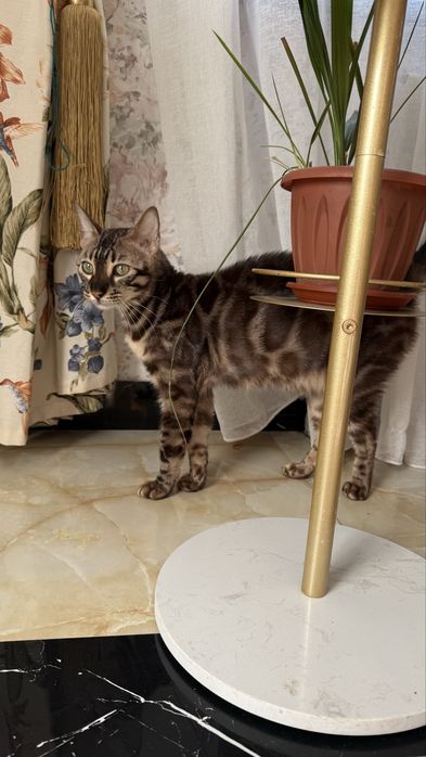 Бенгальский кот из питомника, 1,5 года