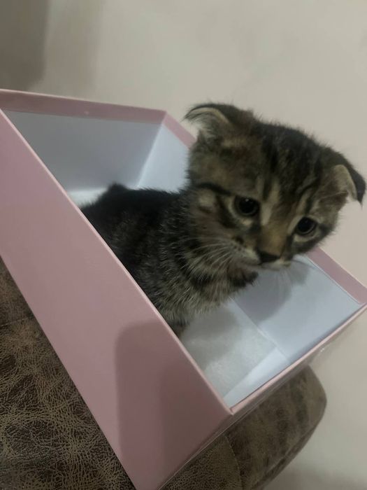 Продаются котята веслоухие