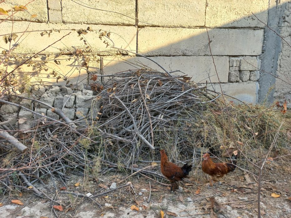 Тандирга утин мевали дарахтники