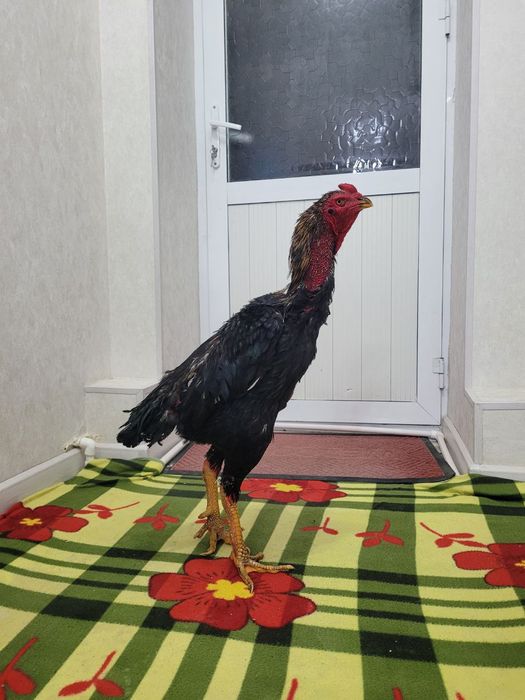 Корея 4.5-5 кг атрофида турловдан чиквои