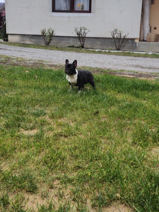 Femelă Bulldog Francez