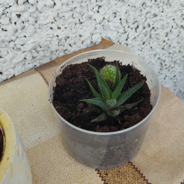 Декоративни кактуси