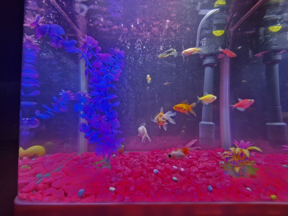 Akvarium+lampa+filtr+dekoratsiya+baliq