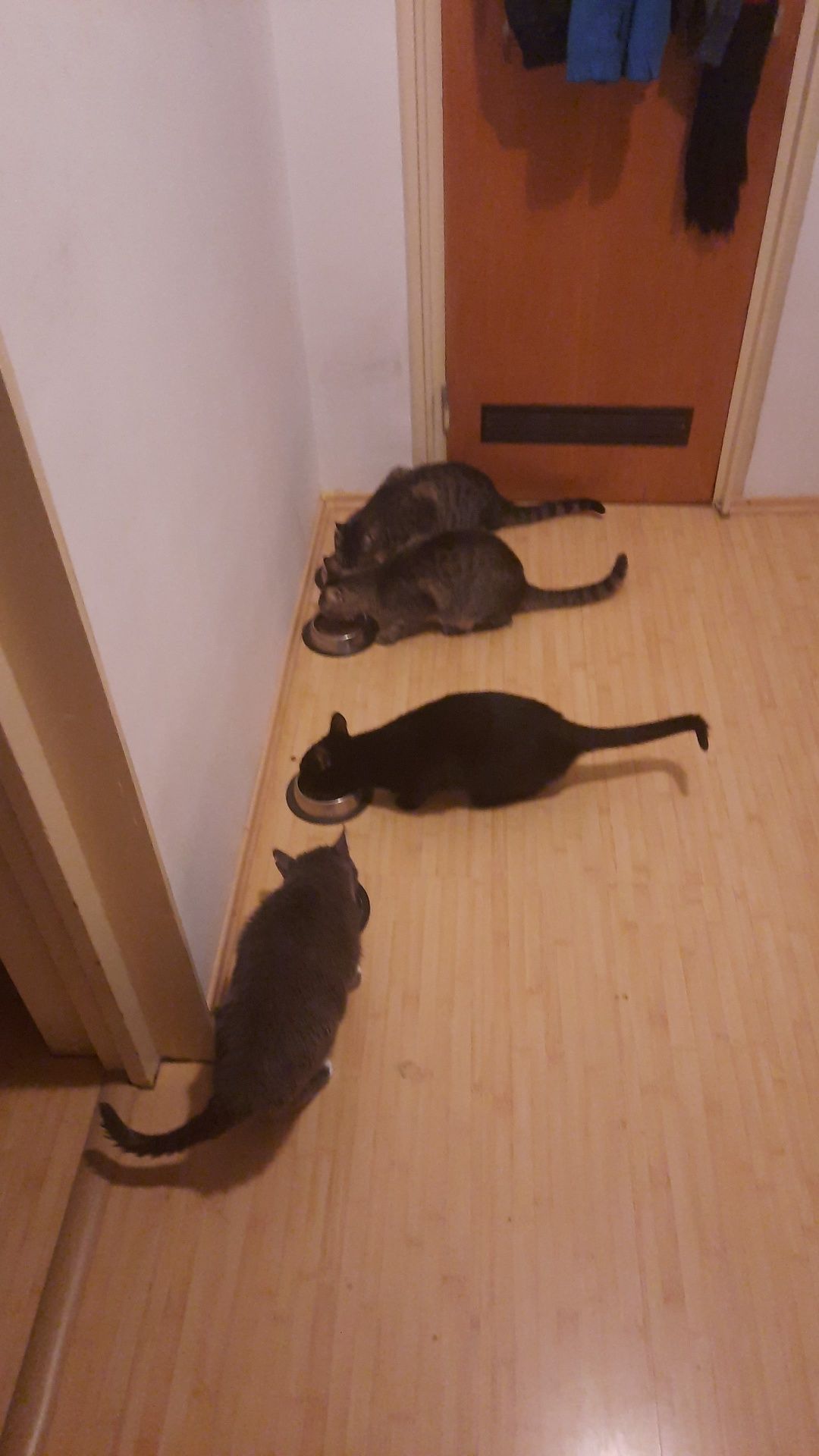 Cat Sitting Bucuresti