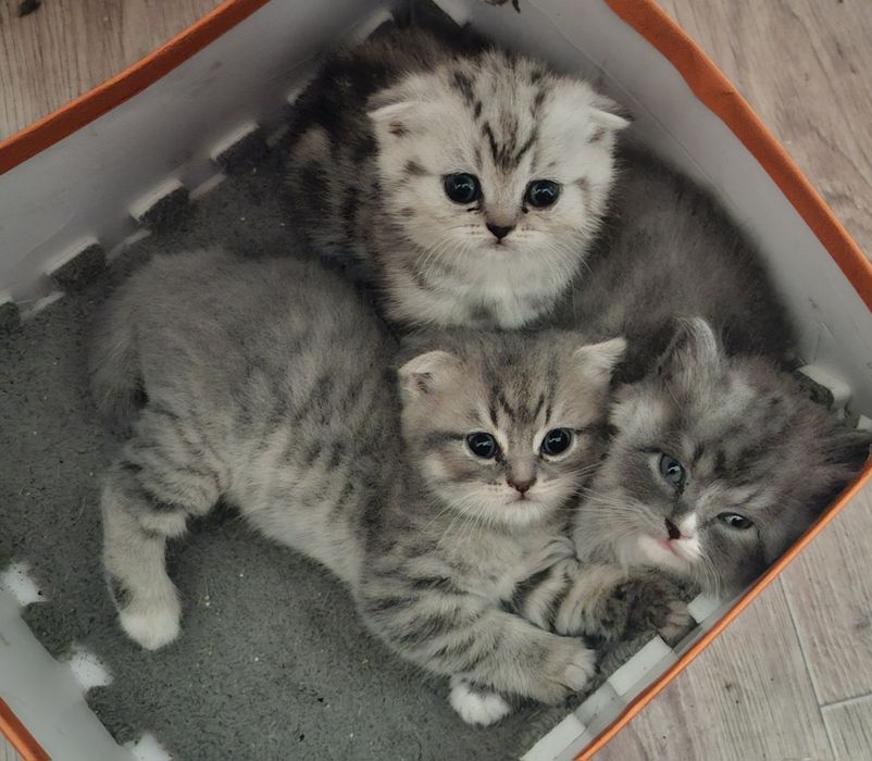 Котёнок,  котята  СМЕСЬ БРИТАНСКИЙ С шотландским