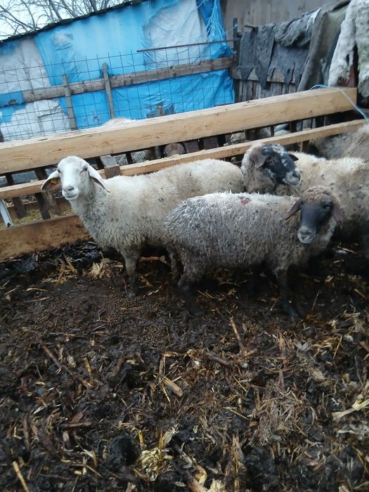 De vânzare mai multe detalii la telefon