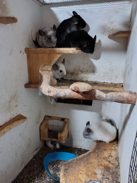 Чинчили женски и мъжки 4 женси 1 мъжки и 3 бебета