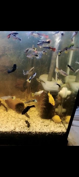 Pești guppy mix de vânzare