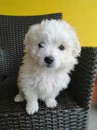 Bichon maltez pui