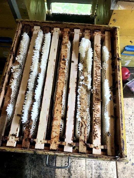 Vând 200 kg miere salcâm 2023