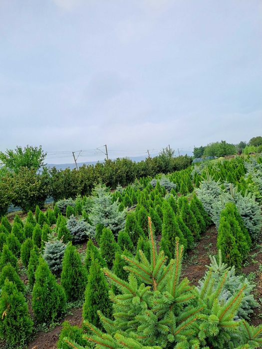 Tuia Smaragd  de vînzare