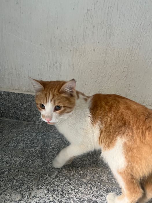 Котенок. Ищет любящего хозяина