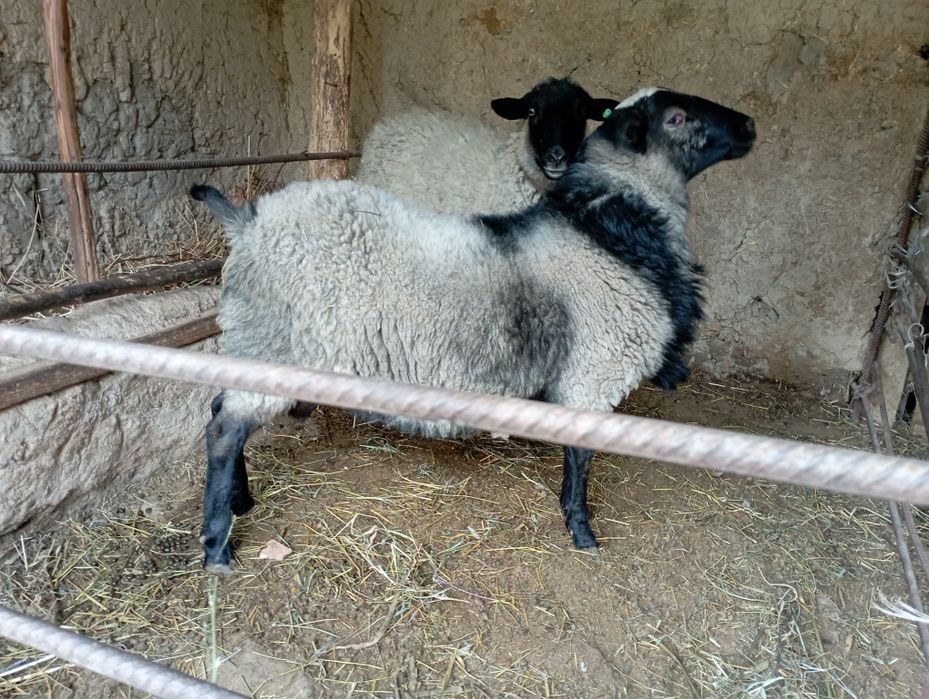 Ramanov qochqor zot uchun qdrb yurganlar uchun bor