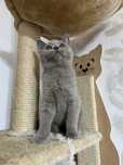 British shorthair baietel lilac