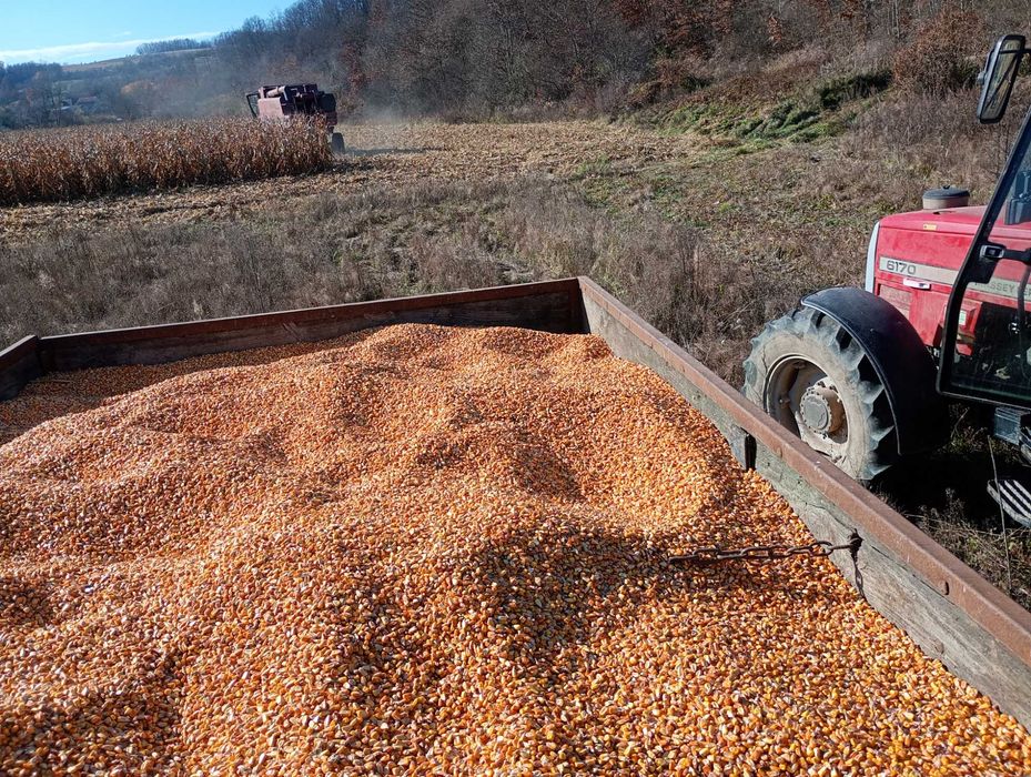 Porumb boabe anul 2025