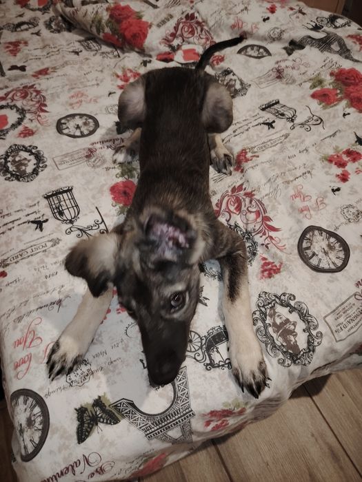 Cățel spre adopție